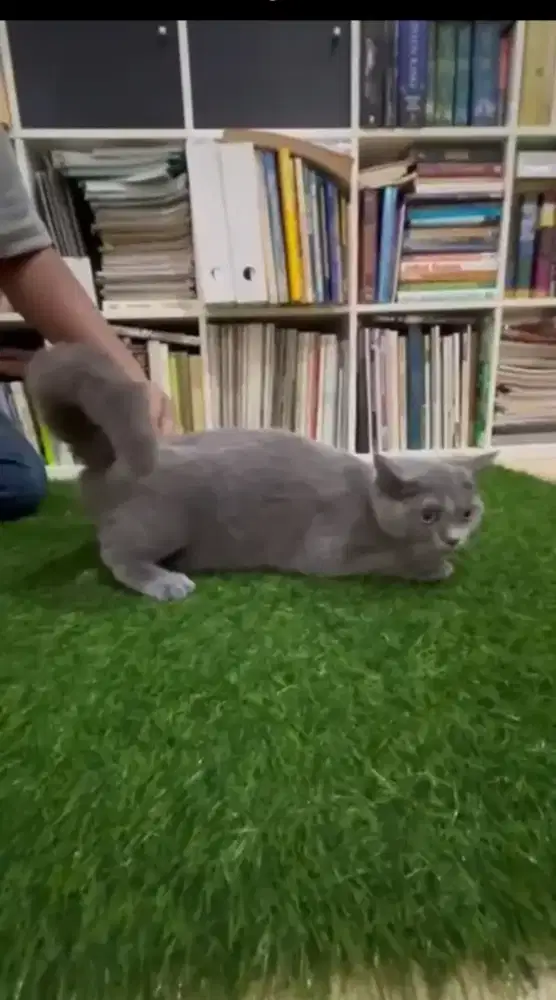 Kucing BSH, terawat