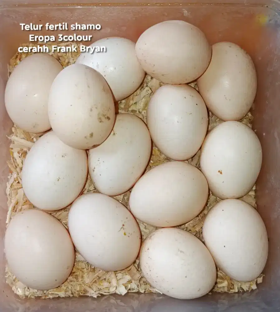 Telur fertil ayam shamo Eropa 3c cerah
