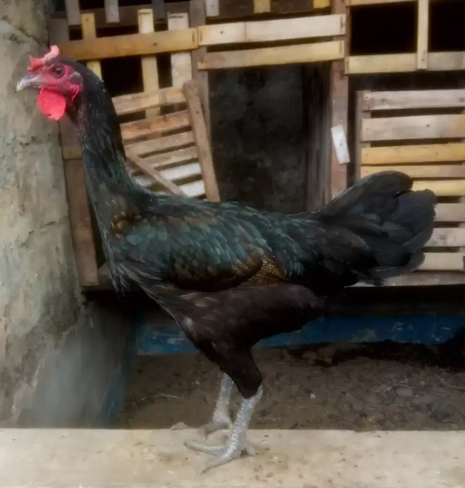 BETINA AYAM PELUNG JUMBO