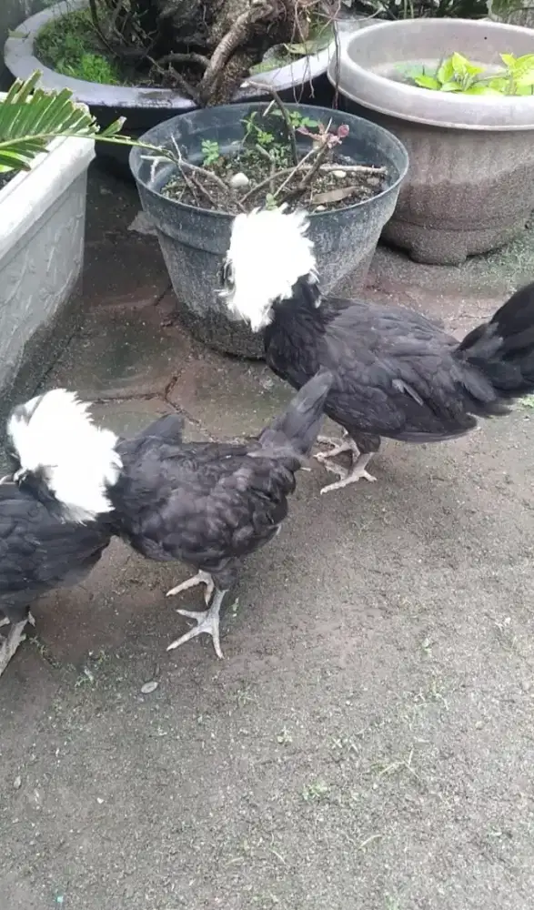 Ayam polandia white crested