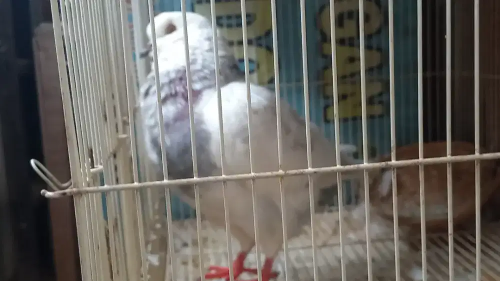 Jual merpati hias jantan showking crs