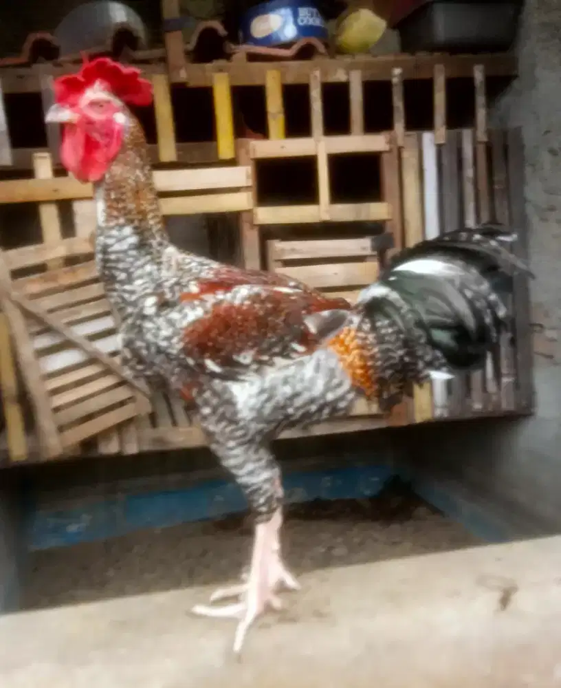 AYAM PELUNG JANTAN