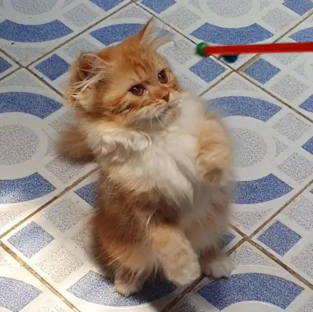 Kucing Munchkin NS Longhair Betina usia 3.5 bulan