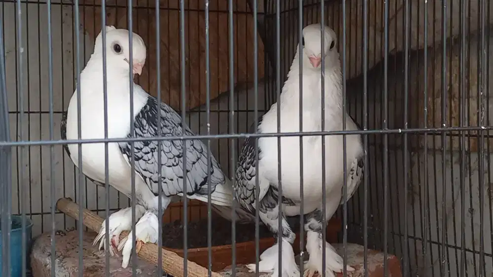 Merpati hias santinet