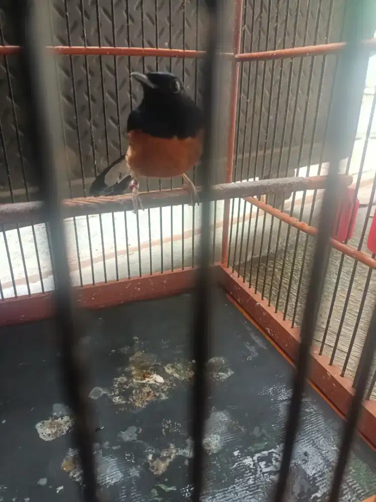 Murai batu cabul sayap