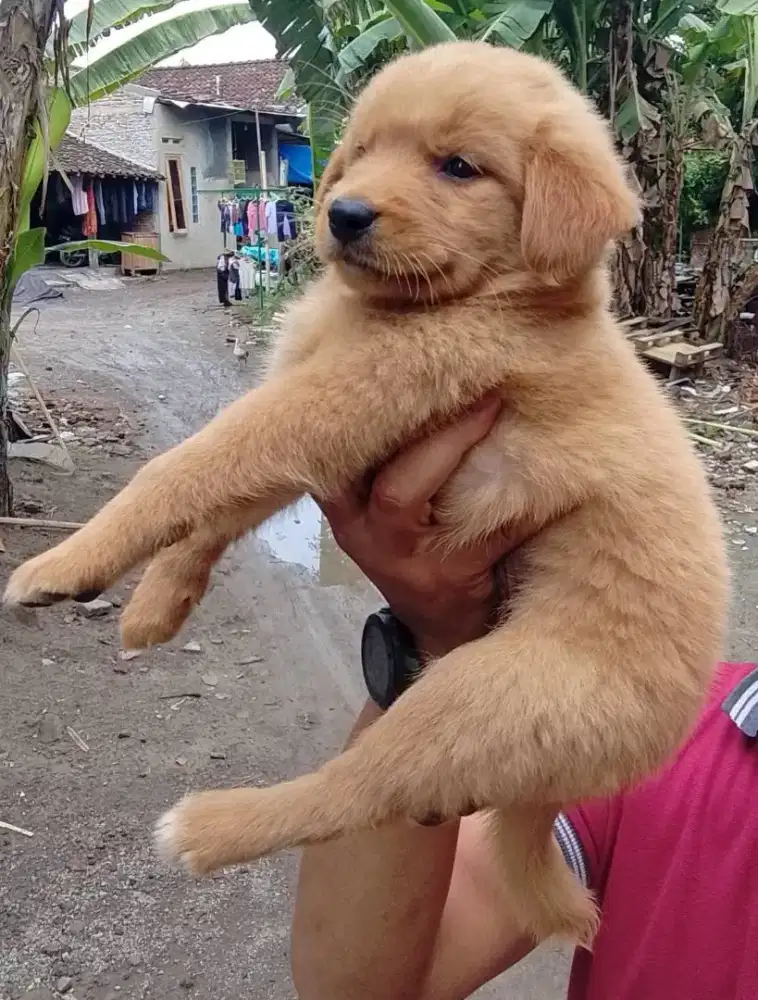 Anjing golden betina non stbm 1.5 bln