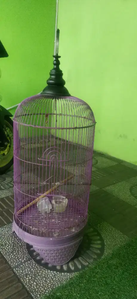 Kandang lovebird sama krodong