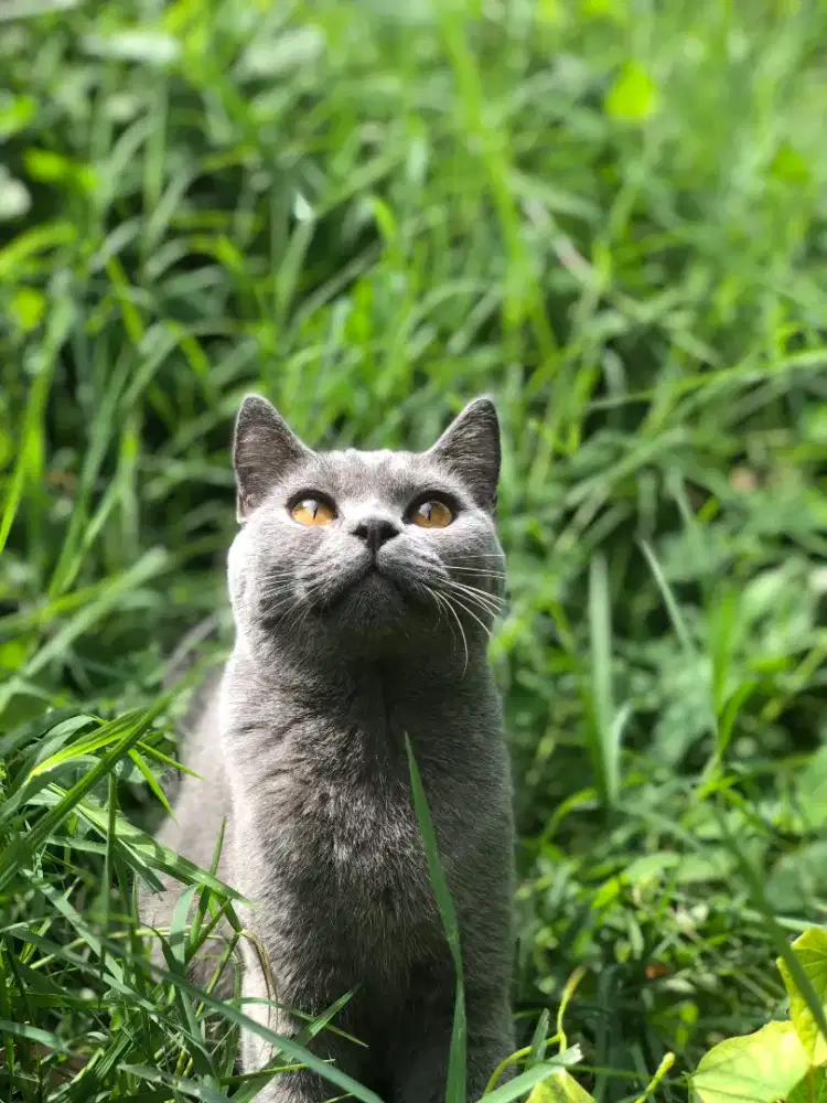 Kucing Ras British Short Hair