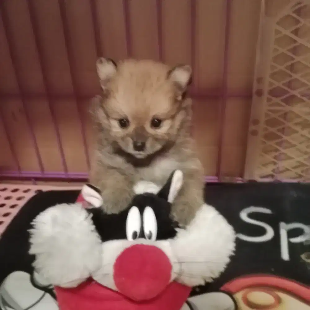 Puppy minipom betina