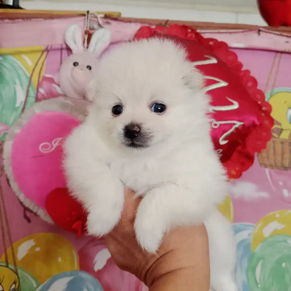 Minipom betina cantik