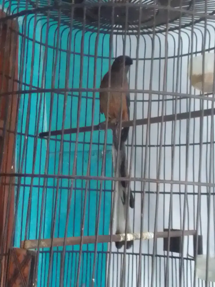 PENTET RAJA RAWATAN LAMA 900