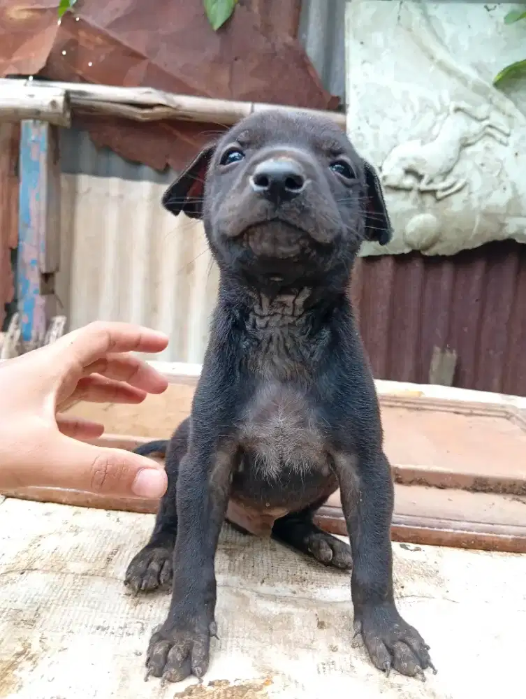 Pupies pitbul kampung