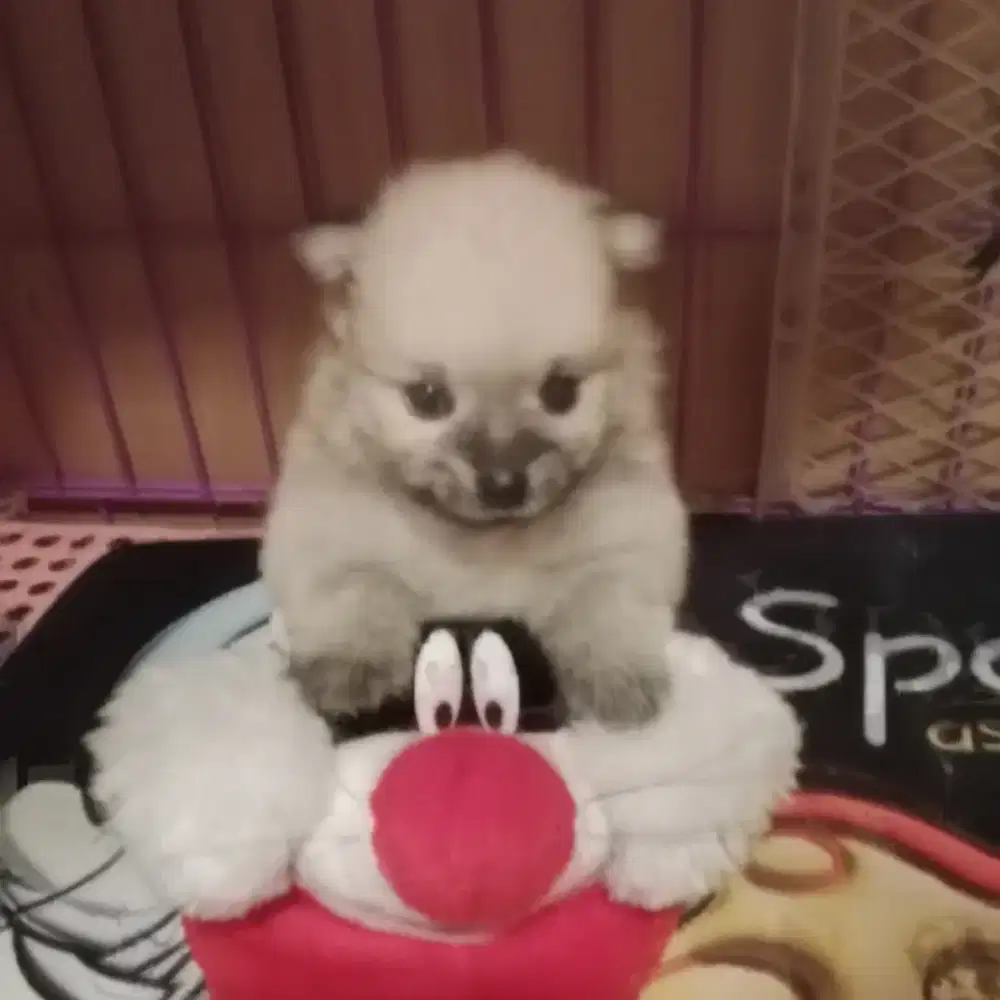 Minipom betina kecil