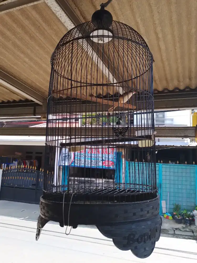 Jual BTH Murh Burung Ciblek sawh Gacor,Gak Takut Orang,Lngsng Nyaut