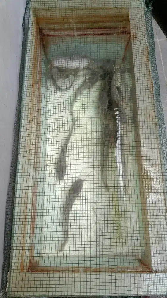 Ikan lele dan gurame siap konsumsi