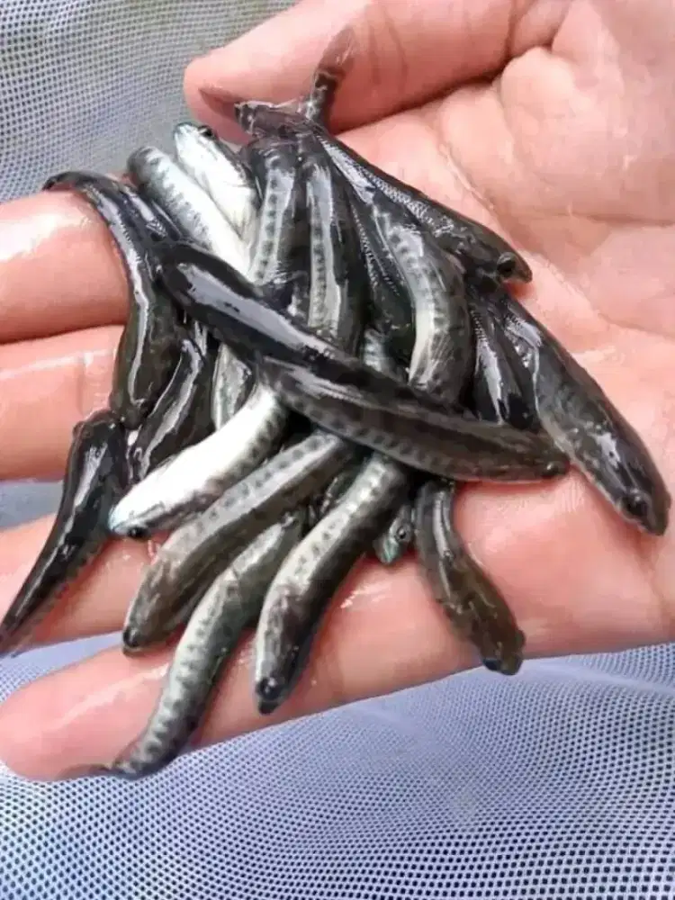 Bibit Ikan Gabus