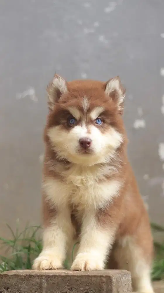 Anjing siberian husky