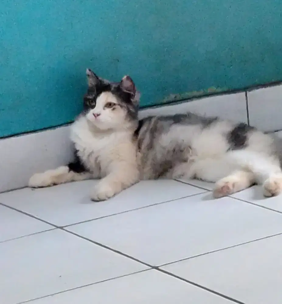 Jual cepat kucing Persia