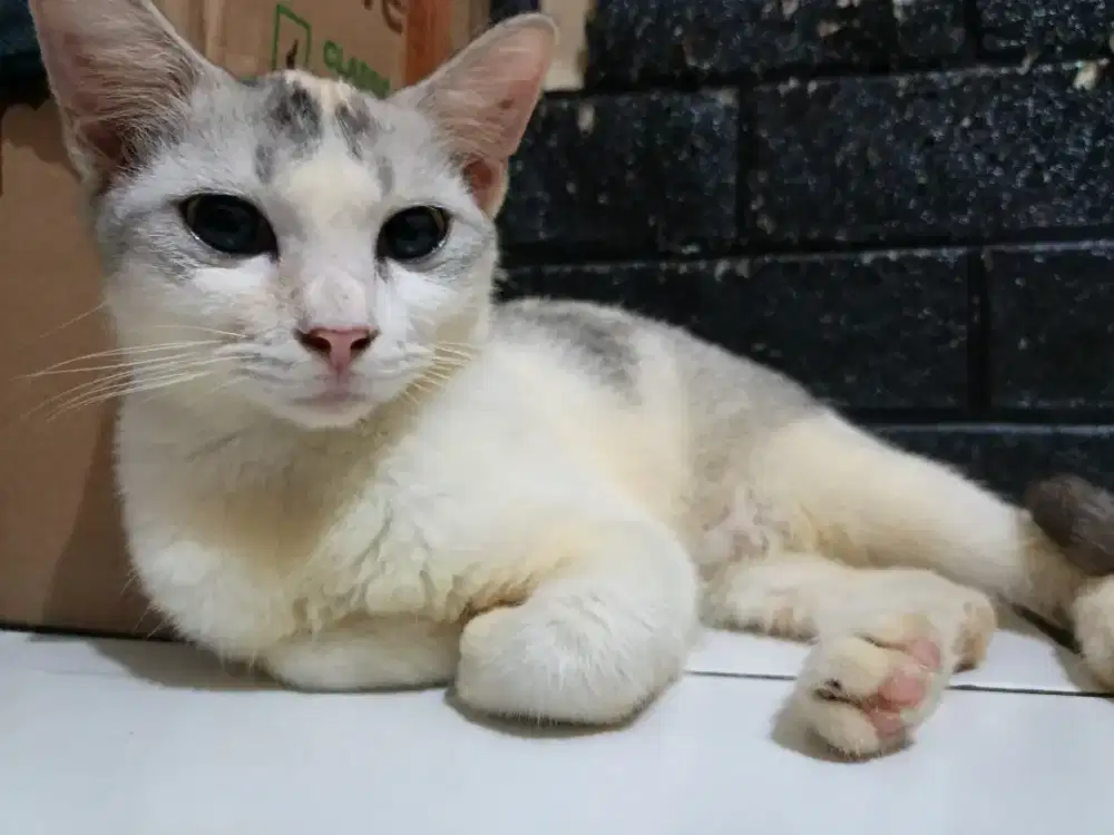 jual anak kucing 200 nego