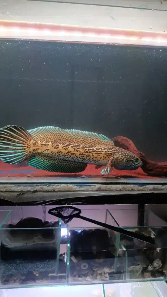 Ikan channa auranti 30cm