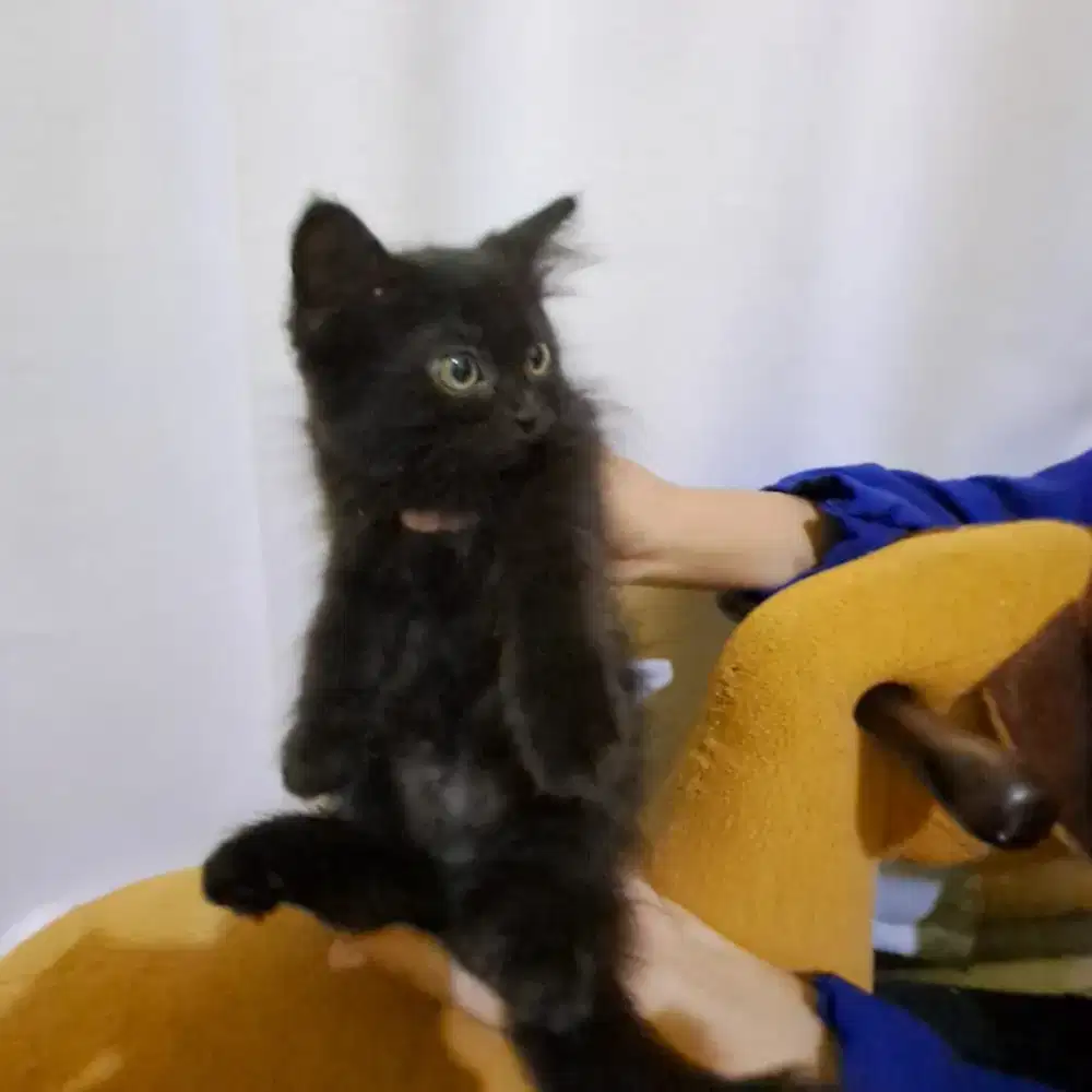 kucing persia jantan 2 bulan