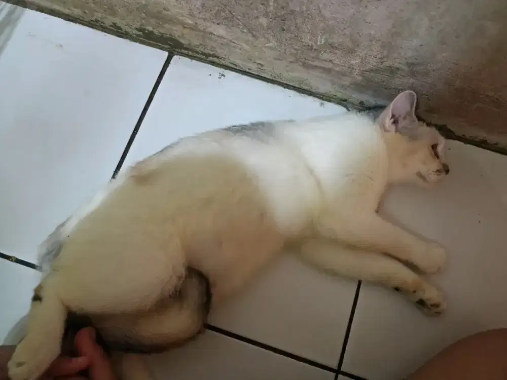 jual anak kucing 200 nego