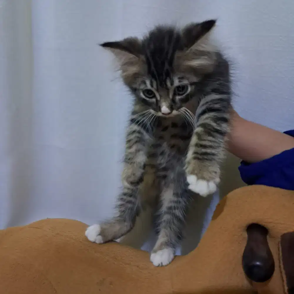 kucing persia 2 bulan jantan