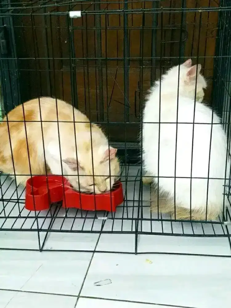 Borong sepsang mix mc hamil besar ( bojonggede )