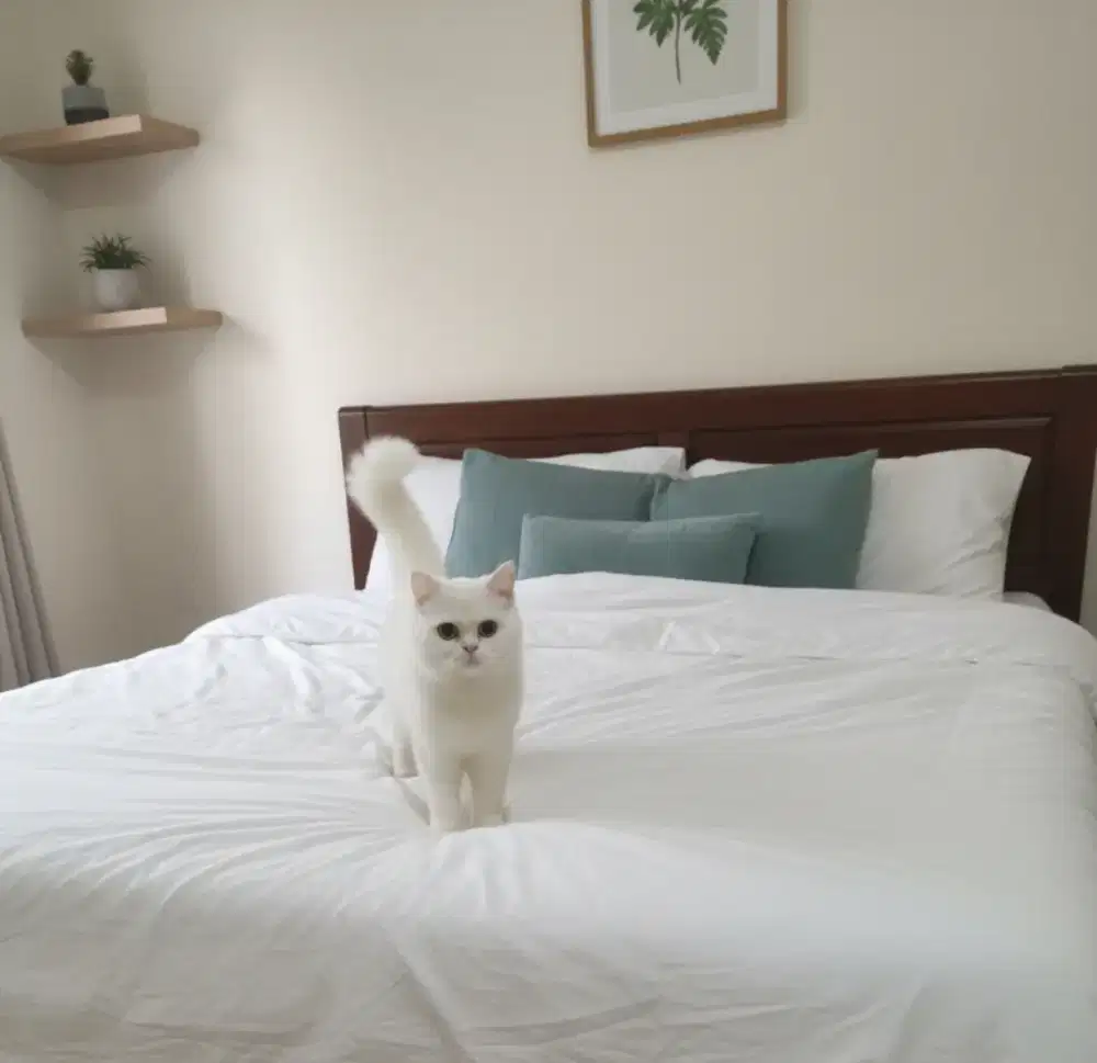 KUCING BSH WHITE SOLID
