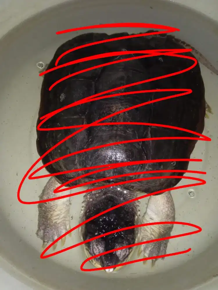 Kura cst indukan besar