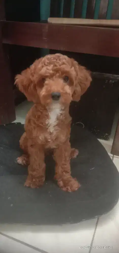 Anjing ras poodle betina umur 7 bulan