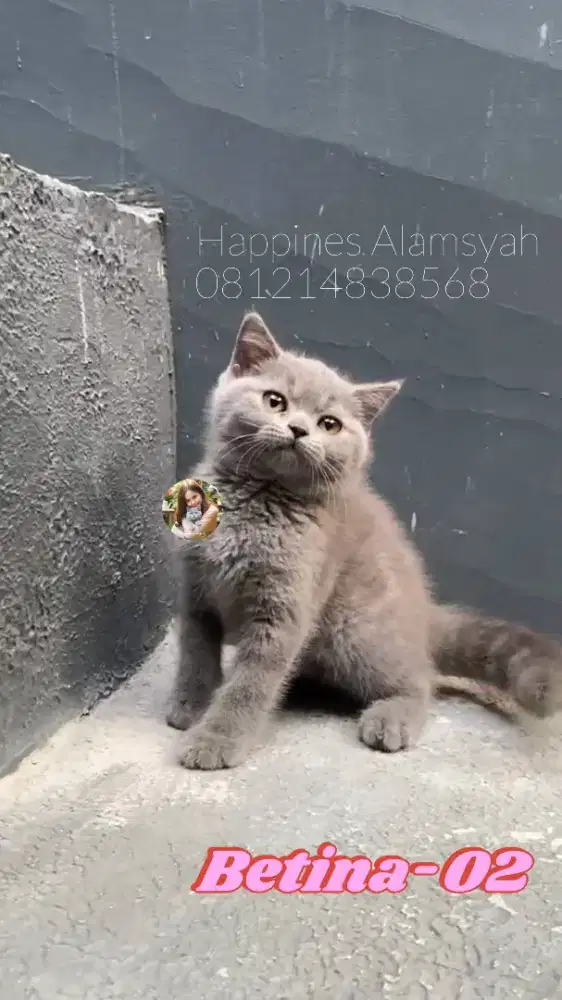British Shorthair Blue Betina Kitten