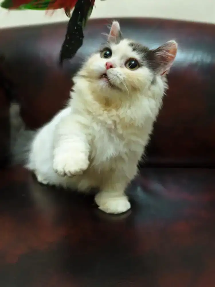 British Longhair Munchkin Betina