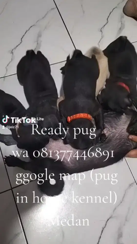 Ready pupies Pug
