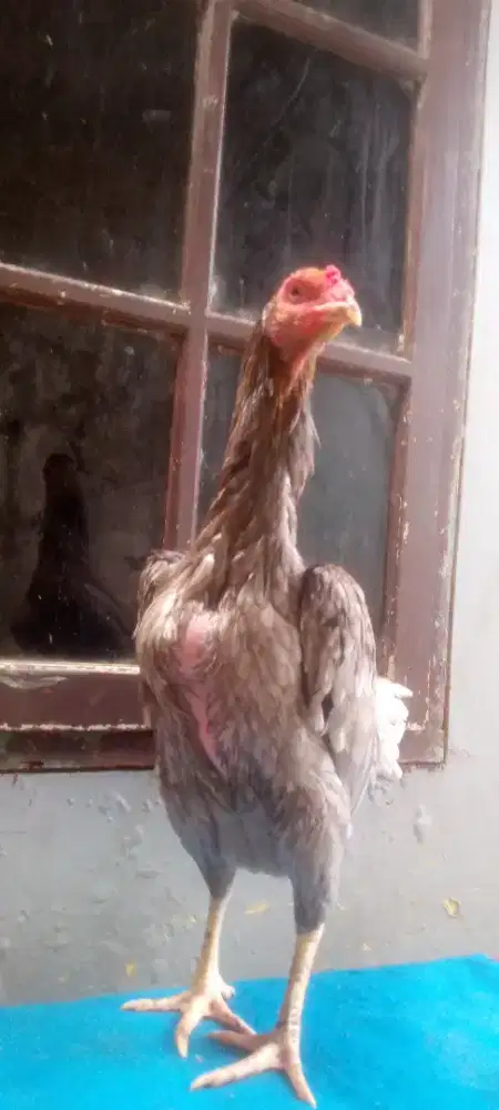 Ayam babon bk big super