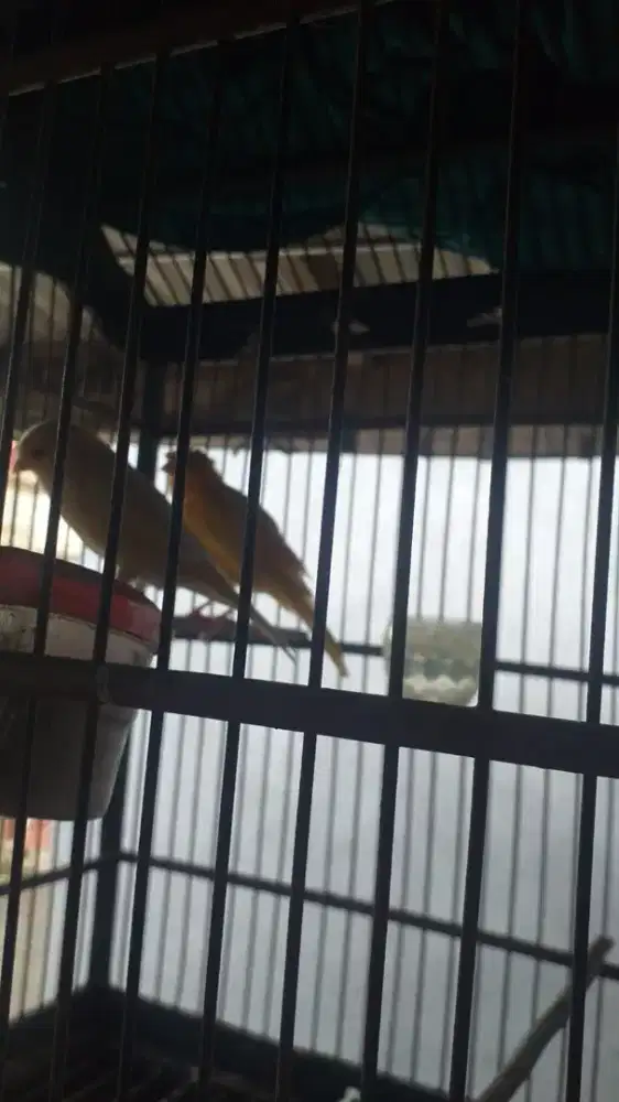 Kenari sepasang produksi