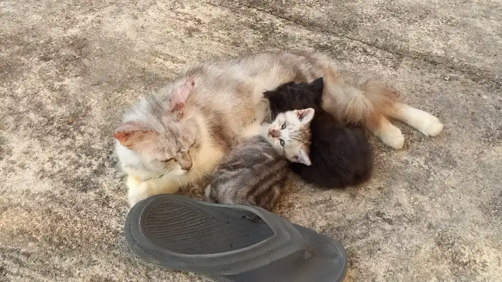 Kucing Himalayan ras induk dn kitten