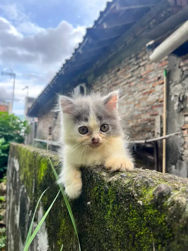 Persia kitten 2 bulan anakan peaknose