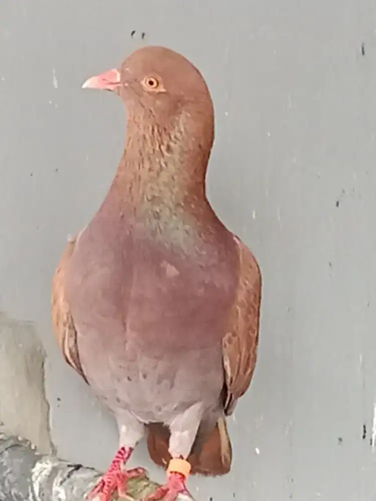 Merpati tinggi jantan