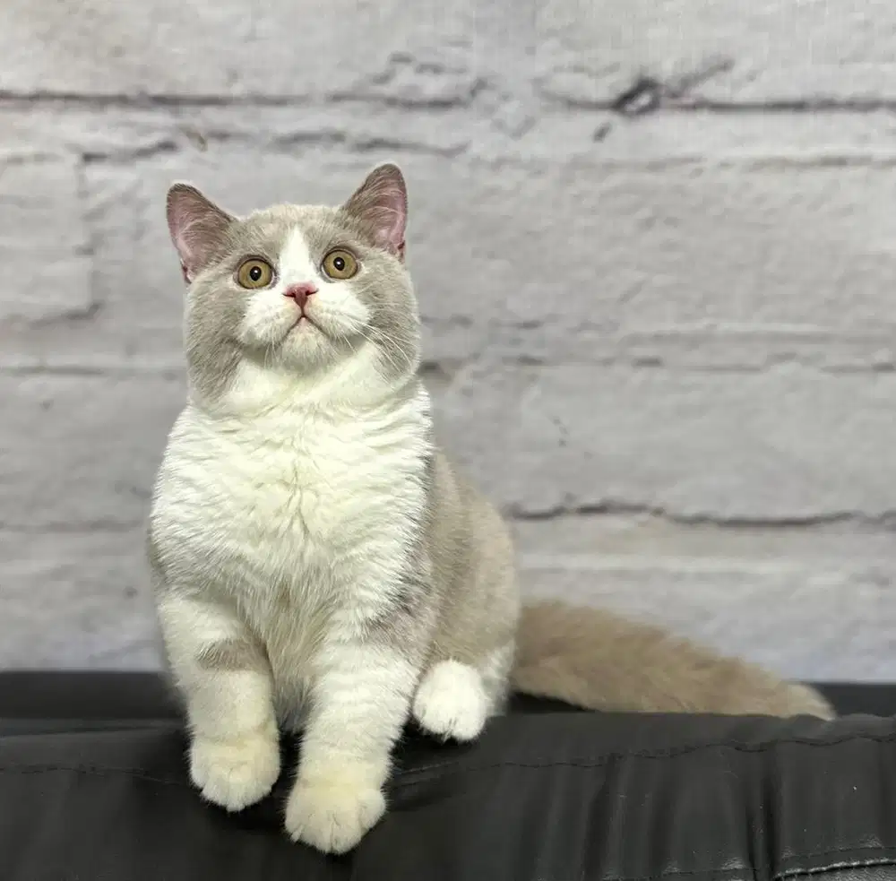 British shorthair bsh bico lilac kitten show quality