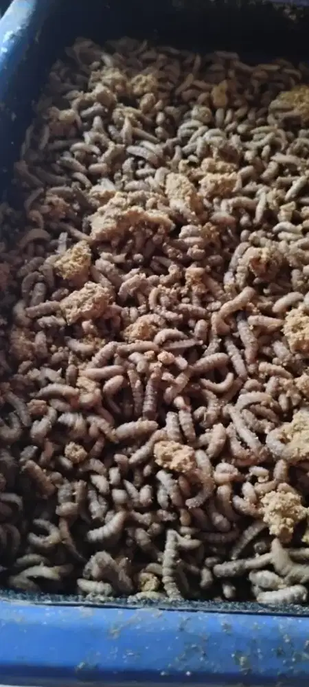 Magot segar BSF 100 gram