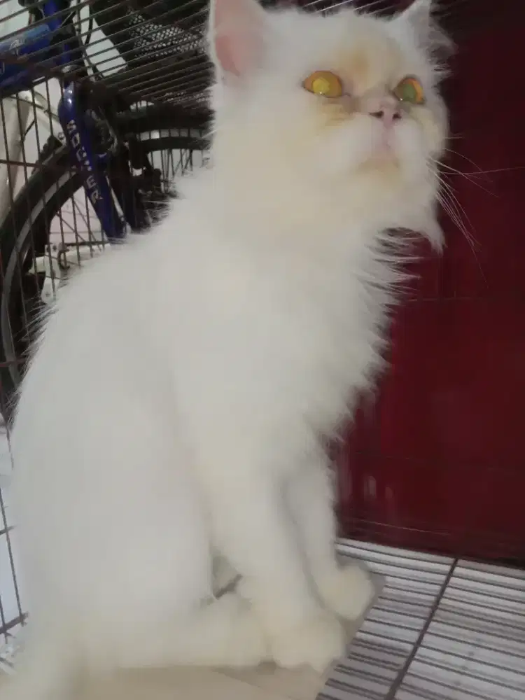 Kucing Persia Plate Nose Pesek