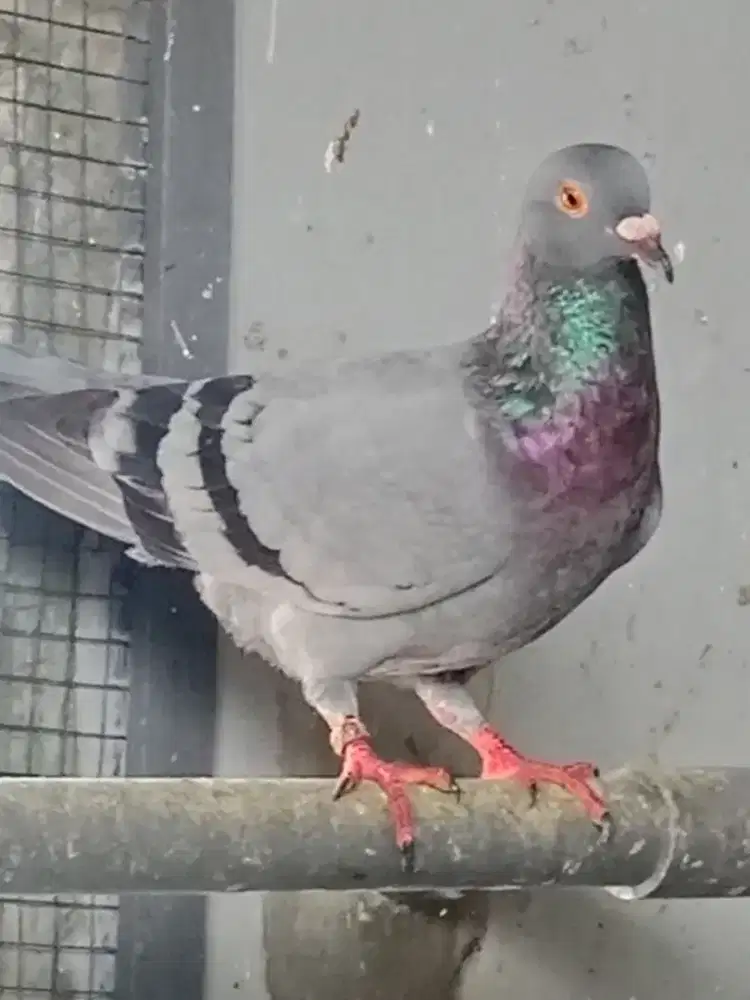 Merpati betina pos silang lokal