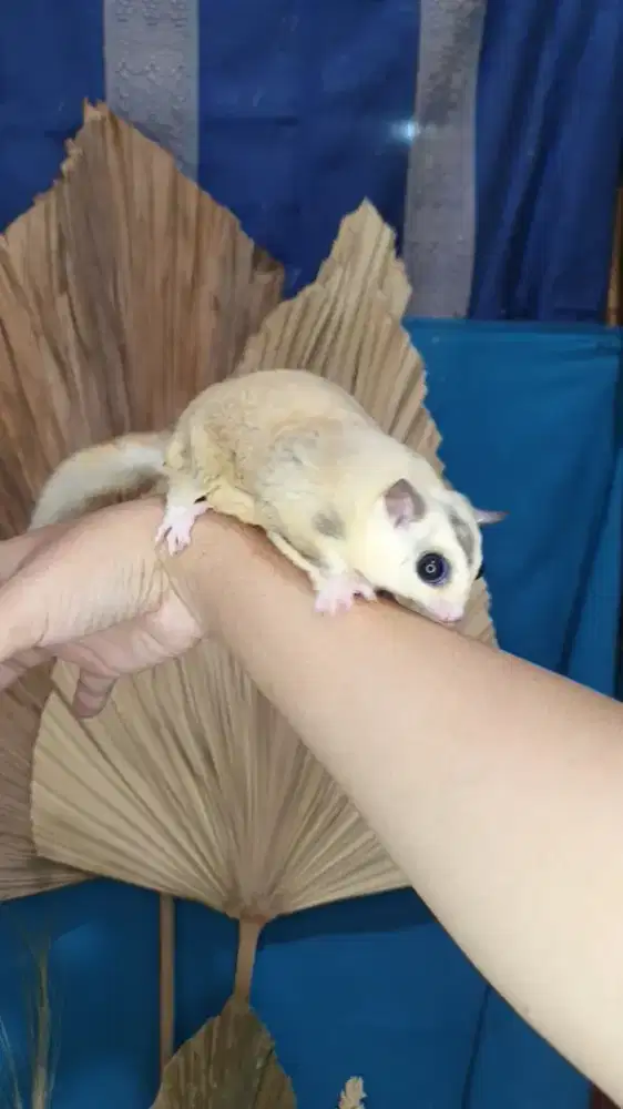 Sugarglider mozaik jantan obes