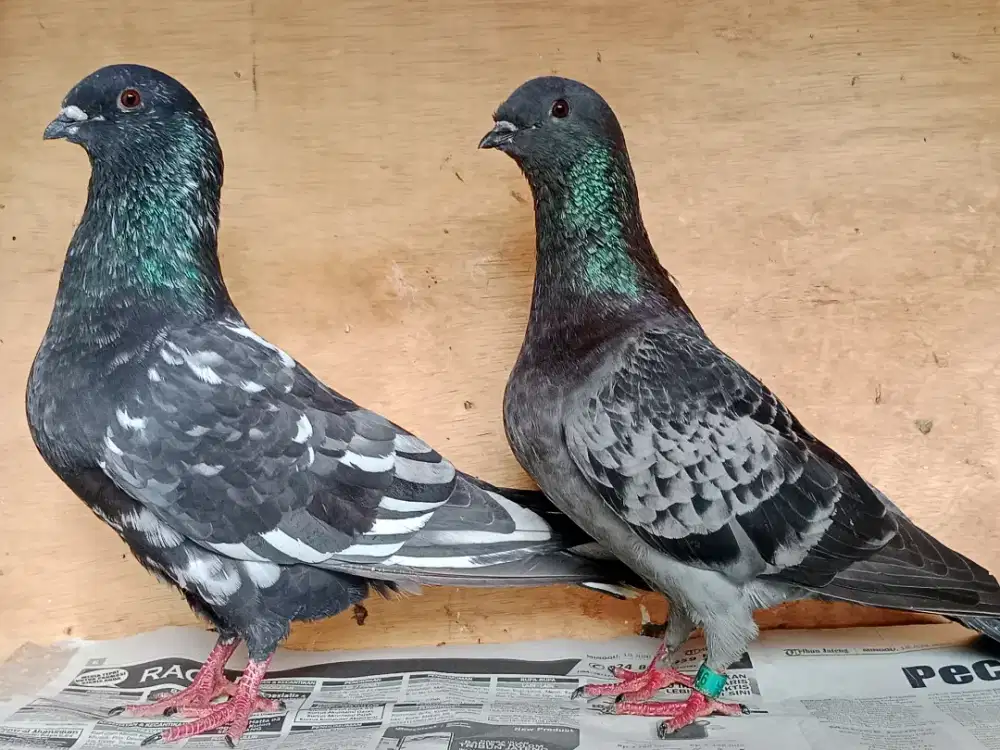 Merpati js Jawa sungut