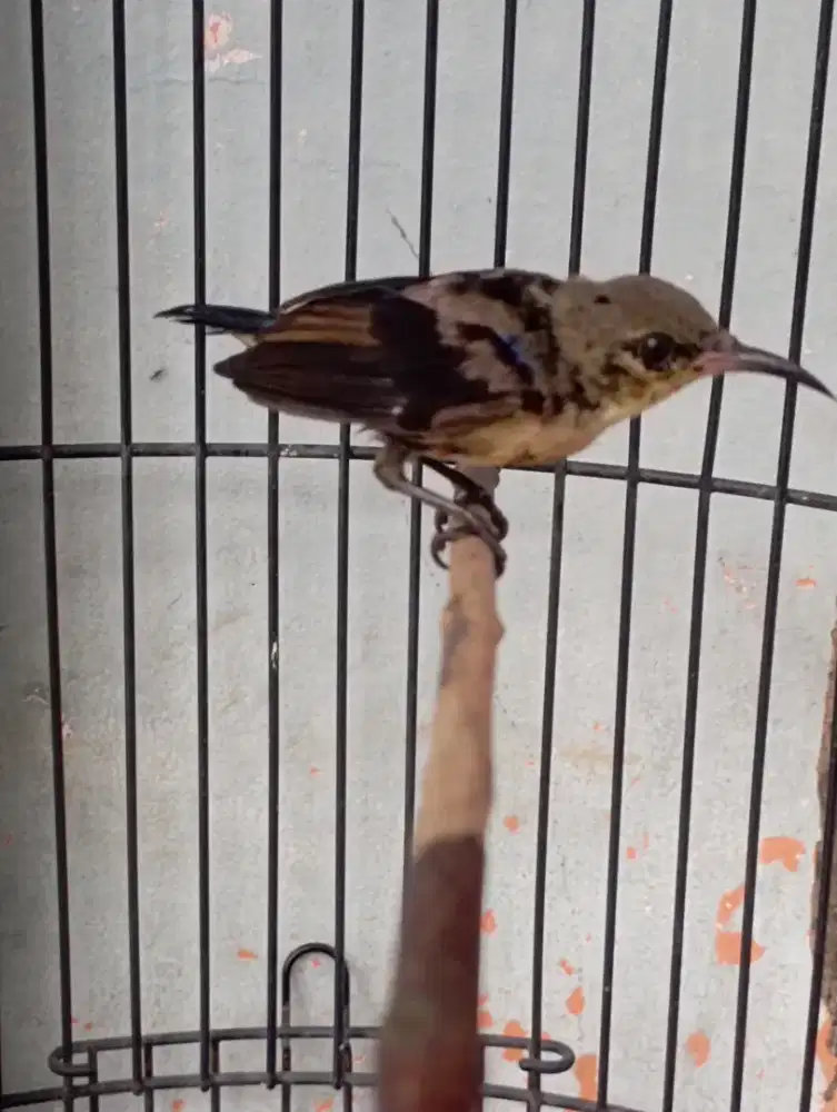 Burung ko nin trotol jantan bunyi masteran kacer