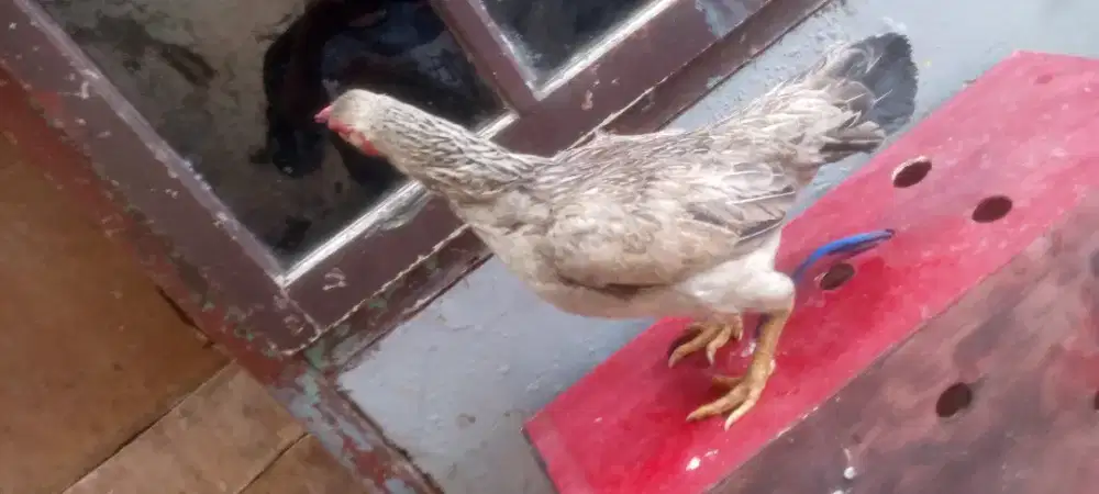 Ayam bangkok Biang biarma.