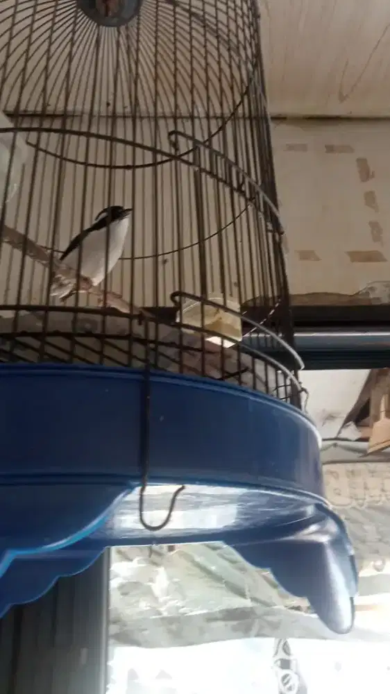 DiJual 1 Burung Anis Siberia Gacor Sering Berkicau,Gak Takut Orang
