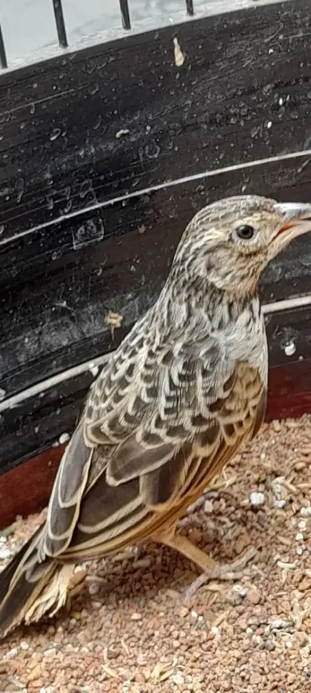 Branjangan Parva full set