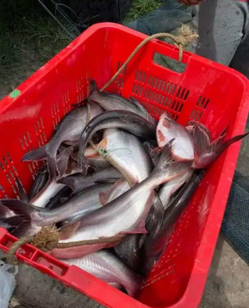 Ready ikan patin kolam penggalaman